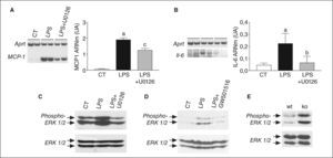 El receptor activado por proliferadores β/δ (PPARβ/δ) regula la fosforilación de ERK1/2 en adipocitos y tejido adiposo blanco. El inhibidor de MEK1/2, U0126, bloquea la activación del factor nuclear kappa B (NF-κB) inducida por lipopolisacárido (LPS). Efecto de U0126 sobre la expresión de Mcp-1 (A) e interleucina (IL) 6 (B) en adipocitos 3T3-L1. La cuantificación de las autorradiografías representativas se encuentran normalizadas para los valores de Aprt. Los datos se expresan como la media ± desviación estándar de 5 experimentos independientes. ap < 0,001 frente a control. bp < 0,001 y cp < 0,05 frente a células estimuladas con LPS. Análisis de ERK1/2 total y fosforilada por inmunodetección de extractos de proteína total de adipocitos 3T3-L1 estimulados con 100ng/ml de de LPS durante 10min en presencia o ausencia de 0,5μmol/l de GW501516 (C) o de U0126 (D), y en tejido adiposo blanco de ratones wild-type (wt) o PPARβ/δ-/- (ko) (E).