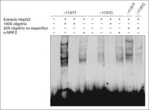 La proteína NRF2 forma parte de los complejos proteína-ácido desoxirribonucleico. Se empleó un anticuerpo específico para NRF2 en la reacción (calles 4 y 8 desde la izquierda). Un exceso de oligonucleótido frío 20x no específico se utilizó como control extra de la especificidad de las bandas retardadas (las 2 calles de la derecha). Se utilizaron 20μg de extracto proteico para el realizar el análisis.