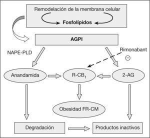 Sistema endocannabinoide: formación e inactivación. 2-AG: araquidonil glicerol; AGPI: ácidos grasos poliinsaturados; DAG-L: diacilglicerol lipasa; FAAH: amidohidrolasa de ácidos grasos; FR-CM: factores de riesgo cardiometabólico; MAG-L: monoacilglicerolipasa; NAPE-PLD: acilfosfatidiletanolamina-fosfolipasa D; R-CB1: receptor cannabinoide.