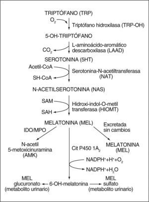 Ruta biosintética de la melatonina a partir del aminoácido triptófano (TRP). 5HT: 5-hidroxi triptamina o serotonina; SH-CoA: coenzima A; SAM: S-adenosil metionina; SAH: S-adenosil homocisteína; IDO: indoleamina-2,3 dioxigenasa; MPO: mieloperoxidasa.