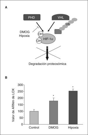 La inhibición de la actividad prolil hidroxilasa induce la expresión de la LOX en células endoteliales. A: se detalla el mecanismo de regulación postransduccional del factor HIF-1 que implica la hidroxilación enzimática dependiente de oxígeno en residuos específicos mediante la actividad prolil hidroxilasa (PHD). Esta hidroxilación promueve la proteólisis dependiente del factor Von-Hippel-Lindau-tumour supressor (VHL) que supone la degradación proteosómica de la subunidad HIF-1α. Se indica la inactivación de la actividad prolil hidroxilasa ejercida por la dimetil oxal glicina (DMOG) y la hipoxia que lleva consigo un incremento en la estabilidad de HIF-1α. B: efecto de la hipoxia y de la DMOG en el valor de ARNm de la LOX evaluado mediante PCR a tiempo real en células BAEC. El resultado corresponde a la media ± error estándar de 2 experimentos independientes realizados por triplicado. *p < 0,05 respecto a controles.