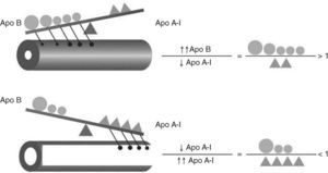Impacto del cociente apoliproteína (Apo) B/Apo A-I en el equilibrio aterogénico.