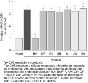 La inducción del neuron-derived orphan receptor-1 (NOR-1) por la hipoxia es dependiente de la movilización del calcio intracelular y en ella no interviene el factor de crecimiento del endotelial vascular (VEGF). Niveles de ácido ribonucleico mensajero del NOR-1 en células endoteliales humanas de la vena del cordón umbilical cultivadas en condiciones de normoxia o expuestas a hipoxia (1% de O2, 4h) en ausencia (barras negras) o presencia de diferentes inhibidores de vías de señalización (barras grises): BAPTA-AM (un quelante intracelular de calcio), GF10933X (un inhibidor general de la proteína quinasa C), Gö6976 (un inhibidor de las proteínas quinasas C dependientes del calcio), SB203580 (un inhibidor de la p38 MAPK) y U0126 (un inhibidor de MEK y de la vía dependiente de ERK1/2). También se muestra que el bloqueo del VEGF secretado por las células (con anticuerpos neutralizantes anti-VEGF) o del receptor-2 del VEGF (con SU5614) no afecta a la inducción del NOR-1 por la hipoxia. Los resultados fueron normalizados por los niveles del ácido ribonucleico ribosomal 18S. Se muestran datos de tres experimentos independientes realizados por triplicado.