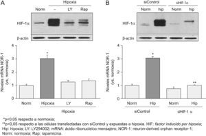 La inhibición de los niveles del factor inducido por hipoxia (HIF) 1α en respuesta a la hipoxia previene la inducción del neuron-derived orphan receptor-1 (NOR-1). A) Células endoteliales humanas de la vena del cordón umbilical (HUVEC) que fueron cultivadas en condiciones de normoxia (Norm) o expuestas a hipoxia (1% de O2, 4h) en ausencia (barras negras) o presencia (barras grises) de inhibidores de la vía PI3K/Akt (LY294002) o de su diana mTOR (rapamicina). Parte superior: western blot representativo en el que se aprecia la reducción que el LY294002 y la rapamicina producen en los niveles de proteína HIF-1α. Como control de carga se muestran los niveles de β-actina. Parte inferior: niveles de ácido ribonucleico mensajero (mRNA) del NOR-1 en HUVEC cultivadas como se ha indicado anteriormente. B) Células HUVEC que fueron transfectadas con un siRNA frente a una secuencia de control (siControl) o siRNA contra HIF-1α (siHIF-1α) y se cultivaron en condiciones de Norm o se expusieron a hipoxia (1% de O2, 4h). Parte superior: western blot representativo en el que se aprecia la reducción que el siHIF-1α produce sobre los niveles de proteína HIF-1α. Como control de carga se muestran los niveles de β-actina. Parte inferior: niveles de mRNA del NOR-1 en HUVEC transfectadas con el siControl o el siHIF-1α y cultivadas en condiciones de Norm o hipoxia (1% de O2, 4h). Los resultados fueron normalizados por los niveles del RNA ribosomal 18S. Se muestran datos de tres experimentos realizados por triplicado.