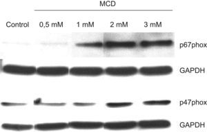 Efectos de la MCD sobre la expresión de los componentes de la NADPH oxidasa por Western blot. Las células se incubaron en ausencia (control) o presencia de dosis crecientes de MCD. A las 48h de tratamiento las células se recogieron y se lisaron para Western blot. Se analizó la expresión de los componentes p47phox y p67phox. La GAPDH se utilizó como control de carga.