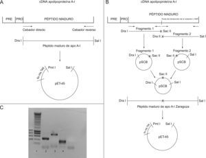 A) Esquema de la construcción del plásmido de expresión de apo A-I nativa. B) Esquema de la construcción del plásmido de expresión de apo A-I Z (mutagénesis). C) Gel de agarosa al 1% teñido con bromuro de etidio. Carriles: 1. Marcador 2. Fragmento de mutagénesis 1 3. Apo A-I nat 4. Fragmento de mutagénesis 2.