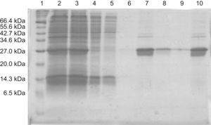 La pureza de la proteína purificada se comprobó en una electroforesis en gel de poliacrilamida (15%) desnaturalizante con SDS. Las muestras se sometieron a una electroforesis a 50V durante 40min y después a 100V 1h y 30min. La utilización de un marcador de peso molecular permitió identificar la proteína de interés que tiene un peso molecular aproximado de 29kDa. Carriles: 1. Marcador 2. Post sonicación 3. Sobrenadante tras centrifugación 4. Sobrenadante no retenido por columna 5. Lavado 1 6. Lavado 2 7. Elución 1 8. Elución 2 9. Elución 3 10. Elución 1+Elución 2 dializado.