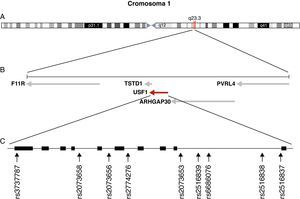Localización de los polimorfismos estudiados en el gen USF1. A) Situación del locus USF1 en el cromosoma 1. B) Entorno genómico del gen USF1 en la región 1q23.1. C) Posición relativa de los SNP en el gen USF1.