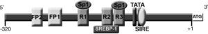 Representación gráfica de la región promotora y 5’UTR del genLDLR. El nucleótido A del ATG es considerado como la posición +1. Entre las posiciones -94 y -110 se encuentra el elemento de regulación independiente de los esteroles (SIRE). Las dos cajas TATA se sitúan entre las posiciones -101 y -116. Las repeticiones 1 y 3 (R1 y R3) localizadas entre las posiciones -188 a -196 y -130 a -145, respectivamente, son elementos de unión a Sp1 y contribuyen a la expresión basal del gen, y colaboran en la regulación mediada por esteroles. La repetición 2 (R2) se localiza entre las posiciones -146 a -161 y contiene el sitio de unión del factor de transcripción SREBP-1 regulado por la concentración de esteroles. Entre las posiciones -218 a -238 y -268 a -280 se encuentran los elementos de regulación FP1 y FP2.