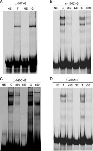 A y D) Efecto de las mutaciones c.- 36T>G y c.-208A>T sobre las propiedades de unión a proteínas de fragmentos de ADN. Se mezclaron 0,5μl de oligonucleótidos (10μM) marcados con un fluoróforo, con 20μg de extracto nuclear. La mutación analizada se indica en la parte superior de cada panel. Carriles: NE indica que el experimento se ha llevado a cabo en ausencia de extracto nuclear. T, G o A indican la identidad del alelo. x50 indica el exceso de oligonucléotido marcado que ha sido añadido a la mezcla antes de la reacción de unión. B y C) Efecto de las mutaciones c.-136C>G y c.-140C>G sobre las propiedades de unión a proteínas de fragmentos de ADN. La mutación analizada se indica en la parte superior de cada panel. Carriles: NE indica que el experimento se ha llevado a cabo en ausencia de extracto nuclear. C, G, T o A indican la identidad del alelo. x50 indica el exceso de oligonucléotido marcado que ha sido añadido a la mezcla antes de la reacción de unión.