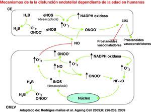 En las células endoteliales (CE), los aniones superóxido (O2–), generados por la NADPH oxidasa o el desacoplamiento de la sintasa de óxido nítrico endotelial (eNOS), producen peroxinitrito (ONOO–) al combinarse con el óxido nítrico (NO). El ONOO– generado puede modular la actividad de la ciclooxigenasa (COX) endotelial favoreciendo la síntesis de prostanoides vasoconstrictores en detrimento de los prostanoides vasodilatadores. En la célula de músculo liso vascular (CMLV) se produce O2– como resultado de la actividad NADPH oxidasa o del desacoplamiento de la sintasa de óxido nítrico inducible (iNOS). De nuevo, la combinación de O2– con NO produce ONOO–, capaz de activar al factor de transcripción nuclear κB (NF-κB), que juega un papel esencial en los fenómenos de inflamación celular.