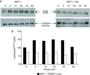Efecto de ezetimibe sobre la activación de p44/p42ERK1/2 en monocitos humanos THP-1 evaluada por Western blot. (A). Las autorradiografías muestran un experimento representativo. Las células se incubaron en ausencia o presencia de ezetimibe (10–5 mol/l) y se estimularon con MCP-1 (100 ng/ml) a diferentes tiempos. Los lisados de las células se revelaron con un anticuerpo que reconoce los residuos de serina y treonina fosforilados (p-p44/p42ERK1/2). (B). Análisis densitométrico de la expresión de la forma fosforilada p44/p42ERK1/2. Los resultados se expresan como unidades arbitrarias de densitometrado (UAD) respecto a la α-tubulina que se utilizó como control de carga.