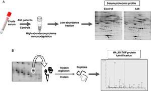 (A) Experimetal workflow of serum sample sub-fractionation and the analysis by 2-DE of the low abundance fraction in acute myocardial infarction patients and the control group. (B) Working scheme of 2-DE spots excision, trypsin digestion and peptide mass fingerprint analysis by mass spectrometry (MALDI-TOF) for protein identification.