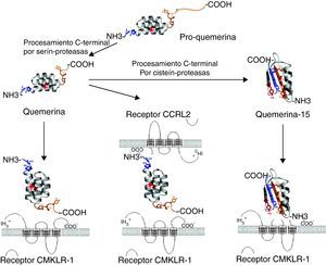 Procesamiento proteolítico de la pro-quemerina y la quemerina. La quemerina activa se genera a partir de la pro-quemerina mediante procesamiento proteolítico de su extremo c-terminal por serín-proteasas. 1. La quemerina activa se une al receptor celular CMKLR1 activando la migración celular y el aumento de calcio intracelular. 2. La quemerina activa también se une a CCRL2 mediante su extremo n-terminal y expone su extremo c-terminal al receptor CMKLR1 expresado en las células vecinas. 3. El procesamiento proteolítico de la quemerina por cisteína-proteasas genera el péptido inhibitorio quemerina 15, que se une al receptor CMKLR1 e inhibe la generación de mediadores proinflamatorios en respuesta a IFN-γ.