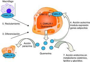 Papel de la quemerina y su receptor CMKLR1 en la biología del tejido adiposo. La quemerina y su receptor CMKLR1 se expresan intensamente en el adipocito (paso 1). La quemerina se secreta tanto en su forma activa o se activa rápidamente mediante procesamiento proteolítico extracelular (paso 2). La quemerina y el CMKLR1 son necesarios para la diferenciación del pre-adipocito (paso 3) y ambos genes tienen efectos reguladores en la expresión de genes implicados en el metabolismo lipídico y glucídico (paso 4). La quemerina secretada también media el reclutamiento de células que expresan CMKLR1 (p. ej., macrófagos) hacia el tejido adiposo. La quemerina también tiene una acción autocrina/paracrina y activa la señalización intracelular ERK1/2 (paso 6). Los resultados de varios estudios apuntan a la posibilidad de que la quemerina pueda tener también efectos en el metabolismo sistémico y la homeostasis lipídica (paso 7).