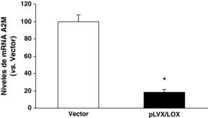 La sobreexpresión de LOX reduce la expresión de la A2M en HUVEC. Las células HUVEC se transdujeron con el vector lentiviral vacío (vector; pLVX-puro) o con el pLVX/LOX. El nivel de mRNA de la A2M se determinó mediante PCR a tiempo real. Los resultados, normalizados por el gen control (TBP), se expresan como la media±desviación estándar (n=6).
