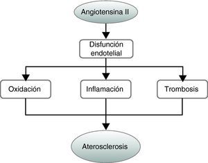La angiotensina II desempeña un papel clave en el desarrollo de la aterosclerosis al participar en la disfunción endotelial asociada a ella. La alteración de la función endotelial favorece el aumento del estrés oxidativo, la estimulación de la respuesta inflamatoria y la trombosis que subyacen a la aterosclerosis.