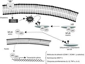 La angiotensina II participa en la adhesión de monocitos y en el proceso inflamatorio que subyace al desarrollo de la aterosclerosis al aumentar la producción de moléculas de adhesión, quimiocinas y citocinas proinflamatorias. Este efecto está mediado por la estimulación de factores de transcripción como el NFκB.