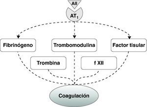 La angiotensina II estimula la coagulación al favorecer la producción de diversos factores de coagulación.