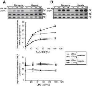 Comparación del efecto de las LDL nativas y las LDLag en el contenido intracelular de colesterol esterificado, triglicéridos y colesterol libre en CMLV expuestas a normoxia o hipoxia. Se expusieron CMLV quiescentes a condiciones de normoxia o hipoxia durante 24h y durante las últimas 12h se incubaron con 0, 25, 50 y 100μg/ml de LDL nativas (LDLn) (A) o LDLag (B). Las células se recogieron para realizar una extracción lipídica, como se explica en la metodología. Los lípidos se separaron en una cromatografía en capa fina y se revelaron las bandas del contenido intracelular de colesterol esterificado (CE), triglicéridos (TG) y colesterol libre (FC). Los resultados están expresados como microgramos de colesterol por miligramo de proteína y se muestra la media±SEM de 3 experimentos realizados por duplicado (* p<0,05 vs controles normóxicos).