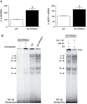Los ratones knockout PPARβ/δ presentan un perfil proinflamatorio aumentado en el corazón. A) Análisis de los valores de ARNm de IL-6 (izquierda) y MCP-1 (derecha) en el corazón de ratones wild-type (WT) o PPARβ/δ KO. La cuantificación relativa de los niveles de ARNm se encuentra normalizada por los niveles de ARNm de APRT. B) La autoradiografía representativa del ensayo de EMSA muestra la actividad de unión al ADN de NF-κB en corazón de ratones WT y knockout PPARβ/δ. ap<0,05; bp<0,01 vs. WT.
