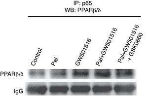 GW601516 incrementa la interacción proteína-proteína de PPARβ/δ y la subunidad p65 de NF-κB. Autorradiografía representativa del ensayo de inmunoprecipitación realizado con extractos nucleares de células AC16 estimuladas con palmitato (Pal) en presencia y ausencia de GW501516 y GSK0660, y un anticuerpo anti-p65 conjugado con perlas de proteína agarosa A. La detección se realizó con anticuerpo contra PPARβ/δ.