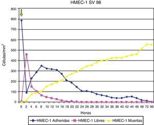 Adherencia de las células endoteliales (HMEC) bajo el efecto de la estatina (simvastatina 98μg/ml).