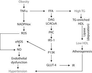 The molecular interrelation of the metabolic syndrome features.