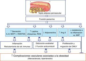 Contribución del tejido adiposo perivascular (PVAT) a las complicaciones vasculares asociadas a la obesidad. El PVAT interacciona con el endotelio, las células de músculo liso vascular y las células inmunes. Igualmente, se producen ciertos mediadores que estarían implicados en las posibles alteraciones vasculares asociadas a la obesidad, tales como la hipertensión y la aterogénesis.