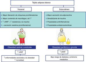 Diferencias entre el tejido adiposo blanco (WAT) visceral y subcutáneo. En ambos tejidos adiposos existen diferencias en cuanto a su capacidad de movilización de ácidos grasos, su sensibilidad a los efectos lipolíticos de las catecolaminas y antilipolíticos de la insulina, además de una diferencial secreción de adipoquinas. En este sentido, se ha descrito que la obesidad periférica, caracterizada por una acumulación del tejido subcutáneo, no se ha asociado a un mayor riesgo de sufrir patologías asociadas. Sin embargo, la obesidad central o abdominal, que es más frecuente en hombres, se caracteriza por una acumulación del tejido adiposo visceral y se asocia con un mayor riesgo de padecer enfermedades como la resistencia a la insulina o la hipertensión, aumentando considerablemente el riesgo cardiovascular.