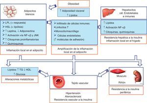 Contribución del tejido adiposo blanco (WAT) a la obesidad y las complicaciones metabólicas y vasculares asociadas. En una situación de obesidad se produce una acumulación de lípidos en los adipocitos, iniciándose un estrés en la célula y la activación de la vía de las JNK y del NF-κB, generándose una inflamación local en el adipocito blanco. Esta puede exportarse a través de la vía portal al hígado y, finalmente, a otros tejidos periféricos, como el territorio vascular, donde podría producir aterosclerosis, hipertensión y resistencia vascular a la insulina.