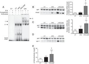 El tratamiento con GW501516 aumenta la expresión y la actividad de unión al ADN de PPARα y la oxidación de los ácidos grasos en el hígado de ratones alimentados con la HFD. A) Autorradiografía de EMSA con sonda PPRE marcada con 32γP y con extractos nucleares. Según la competición con un exceso de sonda no marcada se formaron 2complejos específicos (i y ii). Se realizó análisis de supershift incubando con anticuerpos contra PPARα, PPARβ y Oct1. IC: inmunocomplejo. Efectos del GW501516 sobre los niveles de ARNm de la Mcad (B), la Cte (C) y la Cpt1a (D) y niveles plasmáticos de β-hidroxibutirato (E). Los resultados se expresan como la media±DE (n=5). *p<0,05; **p<0,01; ***p<0,001 vs ratones control; #p<0,05 vs ratones alimentados con la HFD.