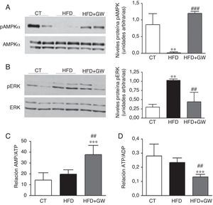 El tratamiento con GW501516 evita la reducción de la AMPK fosforilada e incrementa la relación AMP/ATP. Niveles proteicos de la AMPK fosforilada (A) y la ERK1/2 fosforilada (B). Resultados expresados como la media±DE (n=3). Relación AMP/ATP (C) y ATP/ADP (D) en el hígado. Resultados expresados como la media±DE (n=5). *p<0,05; **p<0,01; ***p<0,001 vs ratones control; #p<0,05; ##p<0,01; ###p<0,001 vs ratones alimentados con la HFD.