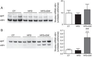 El tratamiento con GW501516 aumenta los niveles de ARNm del receptor de las VDL en el hígado. Niveles de ARNm del receptor de las VLDL en el músculo esquelético (A) y en el hígado (B). Autorradiografía representativa y cuantificación normalizada con niveles de ARNm del gen control Aprt. Los resultados se expresan como la media±DE (n=5).***p<0,001 vs ratones control; ###p<0,001 vs ratones alimentados con la HFD.