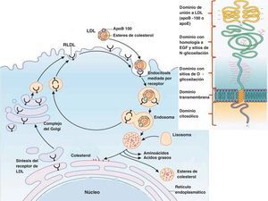 Ciclo celular del receptor de LDL. RLDL: receptor de LDL.