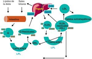Visión global del metabolismo de las lipoproteínas. Q: quilomicrones; rapoE: receptor que reconoce apoE; rLDL: receptor de LDL.