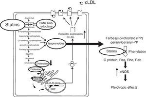 Cellular mechanisms that allow the synthesis of nitric oxide (NO).
