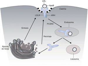 El receptor LDL (LDLr) se sintetiza como un precursor de 120kDa y se procesa en el aparato de Golgi, desde donde es transportado a la superficie celular a las invaginaciones recubiertas de clatrina de la membrana. Allí se une a la partícula LDL. El complejo se transporta a los endosomas, donde se disocia y se libera el LDLr a la superficie celular. La unión de PCSK9 con el LDLr acelera su degradación lisosomal.