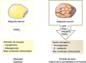 Principales diferencias entre el tejido adiposo blanco y el marrón (grasa parda).