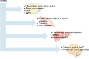 Principales asociaciones metabólicas positivas(+)/negativas(–) de la irisina.
