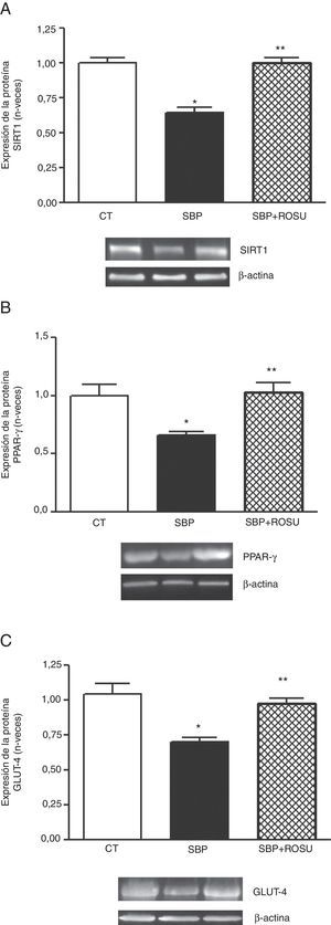 Expresión de la proteína. A. Sirtuina 1 (SIRT1). B. Receptor activado por el proliferador de peroxisomas gamma (PPAR-γ). C. Transportador de glucosa 4 (GLUT-4) en tejido adiposo lumbar de ratas alimentadas con dieta estándar (CT), dieta con alto contenido en grasa (SBP) y ratas alimentadas con dieta con alto contenido en grasa tratadas con rosuvastatina (SBP+ROSU; 15mg/kg/día) durante 7 semanas. Los datos están expresados como la media±el error estándar de la media. *p<0,05 vs. CT; **p<0,05 vs. SBP.