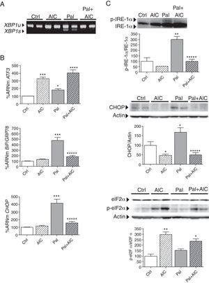 La activación de AMPK previene el estrés del RE inducido por palmitato en células cardíacas humanas. Células AC16 fueron tratadas con palmitato (Pal, 0,25mM, 18h) en presencia o ausencia de AICAR (AIC, 2mM, 24h). A) Niveles de XBP1u/XBP1s (unspliced/spliced) determinados mediante RT-PCR. B) Cuantificación relativa de los niveles de ARNm de ATF3, CHOP y BiP/GRP78 determinados mediante RT-PCR cuantitativa en tiempo real. Los gráficos representan los niveles de ARNm normalizados con el gen control 18S y están expresados como porcentaje respecto del grupo control (Ctrl)±DE. C) Análisis por Western-blot de los niveles de proteína IRE-1α total y fosforilada, CHOP, y eIF2α total y fosforilada en Ser51. Los gráficos representan la cuantificación de los niveles de proteína normalizados y están expresados como porcentaje de las muestras control±DE. Todas las autorradiografías son representativas de 2 experimentos independientes. *p<0,05 vs. Ctrl. **p<0,01 vs. Ctrl. ***p<0,001 vs. Ctrl. ****p<0,05 vs. Pal. *****p<0,01 vs. Pal.
