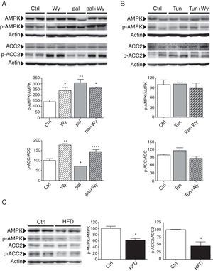 La activación de AMPK interviene en los efectos de Wy-14,643 sobre el estrés del RE inducido por palmitato. Análisis por Western-blot de los niveles de proteína AMPK total y fosforilada en Thr172, y ACC2 total y fosforilada en Ser218 en muestras obtenidas de: A) células AC16 tratadas con palmitato (Pal, 0,25mM, 18h) en presencia o ausencia de Wy-14,643 (Wy, 10μM, 24h); B) células AC16 tratadas durante 4h con tunicamicina (Tun, 5μg/ml) en presencia o ausencia de AICAR (AIC, 2mM, 24h) o Wy-14,643 (Wy, 10μM, 24h), y C) corazón de ratones alimentados con un dieta estándar (Ctrl) o rica en ácidos grasos saturados (HFD) durante 8 semanas. Los gráficos representan la cuantificación de los niveles de proteína normalizados en relación con la actina y están expresados como porcentaje de las muestras control (Ctrl)±DE. Todas las autorradiografías son representativas de 2 experimentos independientes. *p < 0,05 vs. Ctrl. **p < 0,01 vs. Ctrl. ***p < 0,001 vs. Ctrl. ****p < 0,05 vs.Pal.