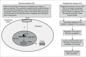 Genomic and Nongenomic actions of TH.