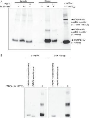 Formación de complejos en la membrana citoplasmástica de HUVEC con FABP4-His. A)Western blot de extractos de proteínas de membrana citoplasmática de células HUVEC después de la incubación con y sin FABP4-His y después de la purificación a partir de la cola de histidina, utilizando anticuerpos anti-FABP4. B)Western blot de extractos de proteínas de membrana citoplasmática de células HUVEC después de la incubación con y sin FABP4-His y después de la purificación a partir de la cola de histidina, utilizando anticuerpos anti-FABP4 y anti-6X His-tag.