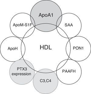 Main HDL-bounded proteins linked to immune system and acute phase response.