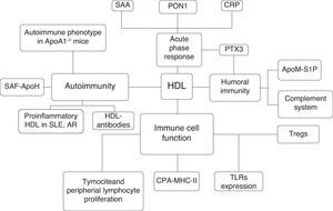 Interactions between HDL particles and the immune system. SAA: serum amyloid A; PON: paraoxonase-1; CRP: C-Reactive protein; PTX3: pentraxin 3; S1P: sphingosine 1 phosphate, apoM: apolipoprotein-M; Tregs: T regulatory cell; APC: antigen presentation cell; MHC-II: major histocompatibility complex II; SLE: Systemic lupus erythematosus; Rheumatoid Artritis, SAF: antiphospholipid syndrome; ApoA1: apolipoprotein-1.