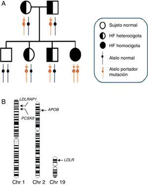 Genética y heterogeneidad genética de la HFHo. A) Herencia de la hipercolesterolemia familiar homocigota en un árbol genealógico. En un emparejamiento entre padres heterocigotos, cada uno de ellos portador de una copia de un alelo con la mutación para la hipercolesterolemia familiar, el 25% de los hijos tendrán 2 copias de los alelos normales (homocigoto normal), el 50% serán heterocigotos y el 25% restante serán portadores de 2 copias de alelos con la mutación para la hipercolesterolemia familiar (HFHo). Los genes y tipos de mutación específicos que se heredan determinan si el individuo afectado es un homocigoto simple o un heterocigoto compuesto o doble. B) Heterogeneidad genética de la hipercolesterolemia familiar. En los ideogramas de los cromosomas 1, 2 y 19 se indican las posiciones de los 4 principales genes causantes de la hipercolesterolemia familiar, que por orden descendiente de frecuencia son LDLR (>95%), APOB (2-5%), PCSK9 (<1%) y LDLRAP1 (<1%). En la gran mayoría de los pacientes con HFHo representados en (A), los alelos causantes de la mutación están dentro del mismo gen (normalmente LDLR); estos pacientes se definen como «homocigotos puros». Los pacientes con HFHo portadores de la misma mutación en cada alelo se denominan «homocigotos simples», mientras que los que heredan diferentes mutaciones dentro del mismo gen se denominan «heterocigotos compuestos». Finalmente, existen casos muy raros de pacientes con hipercolesterolemia familiar que presentan alelos portadores de mutaciones para la hipercolesterolemia familiar de 2 loci de hipercolesterolemia familiar diferentes: la primera está prácticamente siempre en el gen LDLR, mientras que la otra está en uno de los otros 3 loci. Estos pacientes se denominan «heterocigotos dobles».