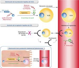 Dianas de los nuevos fármacos reguladores de lípidos. Los nuevos fármacos pretenden influir en la producción de lipoproteínas de muy baja densidad (VLDL), inhibiendo la síntesis de apolipoproteína B (oligonucleótido antisentido de la apolipoproteína B [apoB], mipomersen), la carga de lípidos en apoB naciente (inhibidor de la proteína de transferencia microsómica de triglicéridos [MTP], lomitapida) o en el catabolismo de LDL aumentando el reciclaje del receptor de LDL (inhibidores de PCSK9).