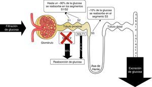 Representación del mecanismo de acción de la dapagliflozina.